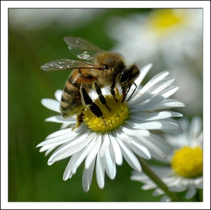 Honey Bee.  Photo credit: Rickydavid / Foter / CC BY-NC-ND