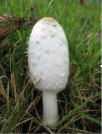 Shaggy Mane - Perfect stage for harvesting. [Picture retrieved from http://www.first-nature.com/fungi/coprinus-comatus.php.]